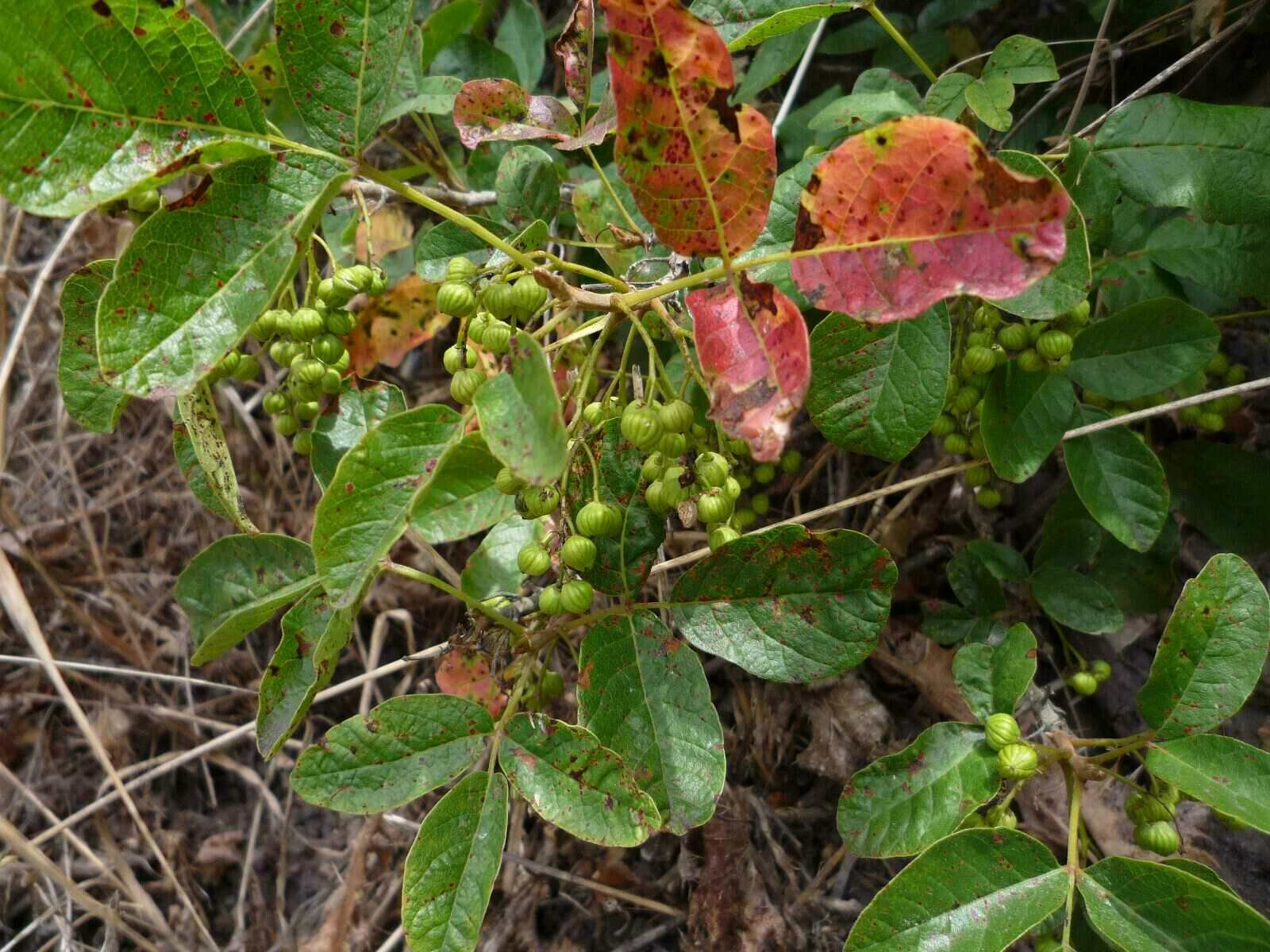 High Resolution Toxicodendron diversilobum Fruit